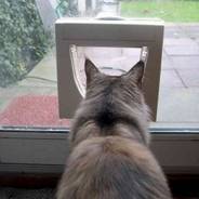 Glass door cat flap installation Glass door cat flap installation
